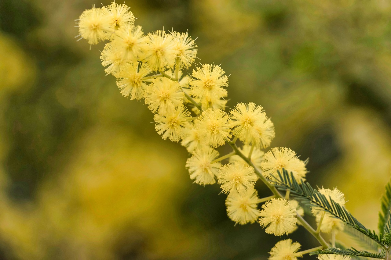 mimosa  flower  yellow free photo