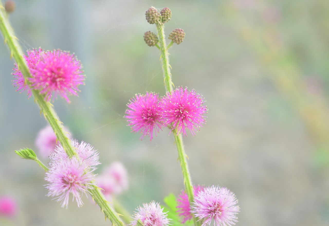 mimosa  pink flower  pink free photo