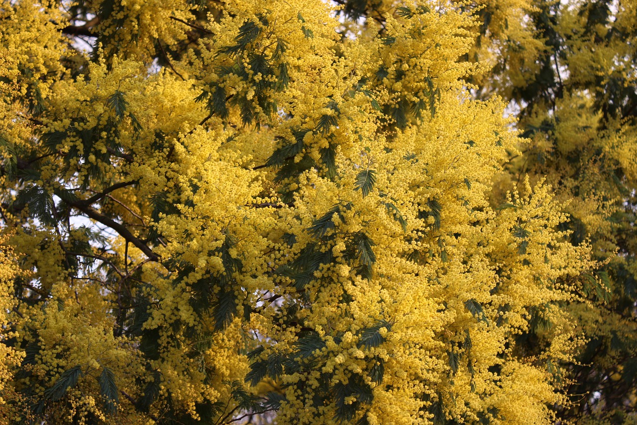 mimosa  flowers  flower free photo