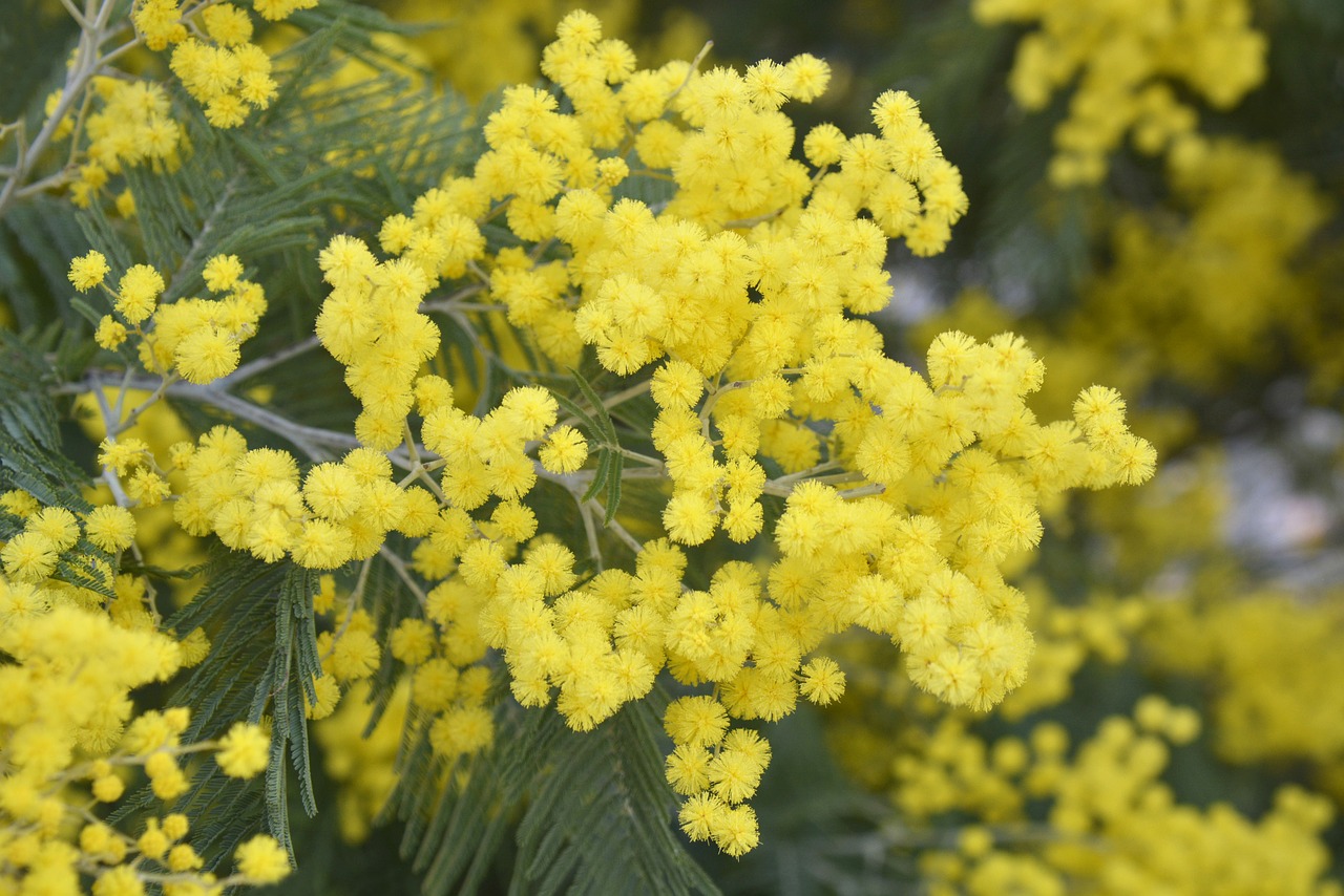 mimosa  flowering  flower free photo