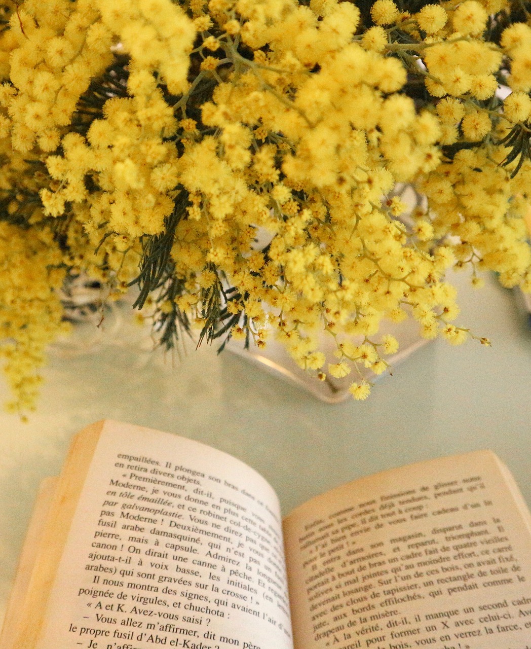 mimosa  book  yellow free photo