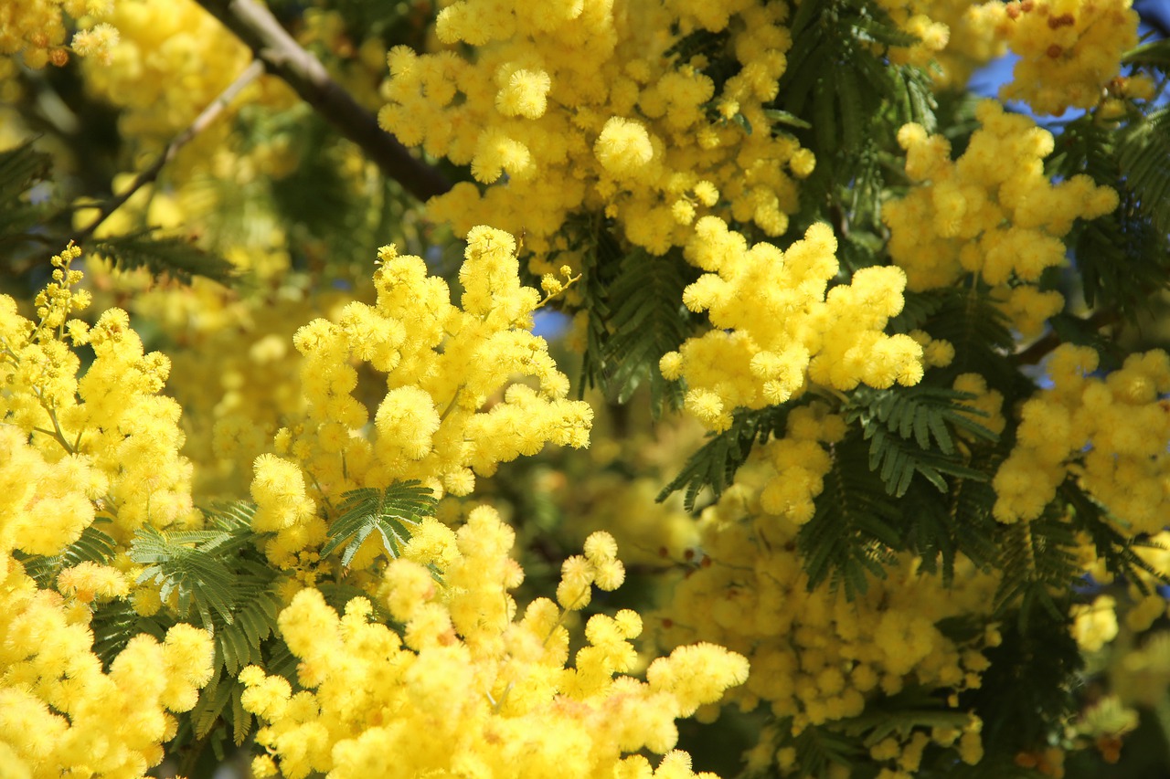 mimosa  flower  may free photo