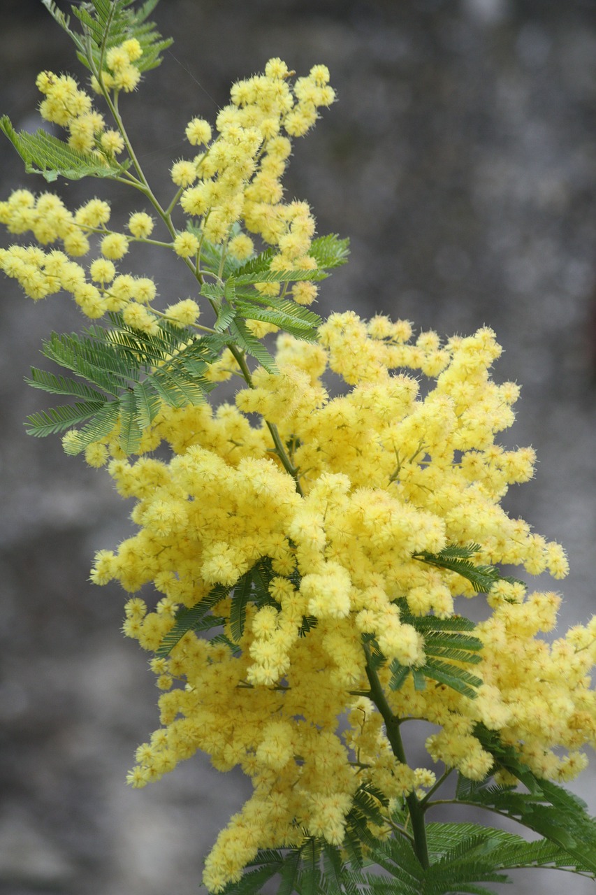 mimosa flower factory free photo