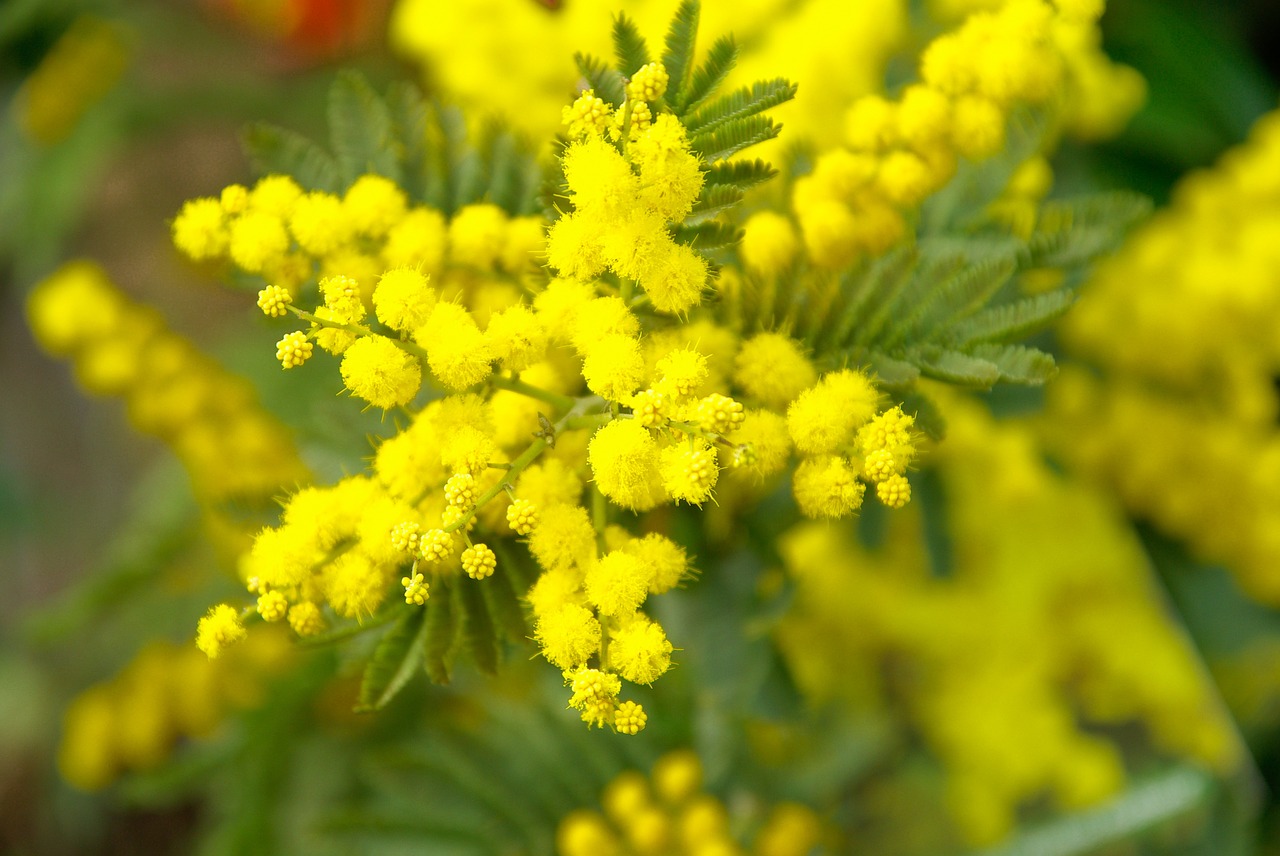 mimosa spring yellow flower free photo