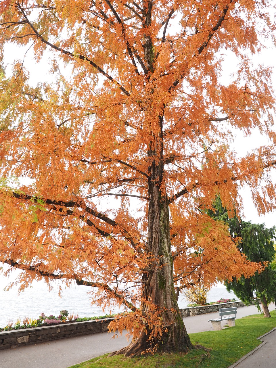 mimosa ornamental fall color free photo