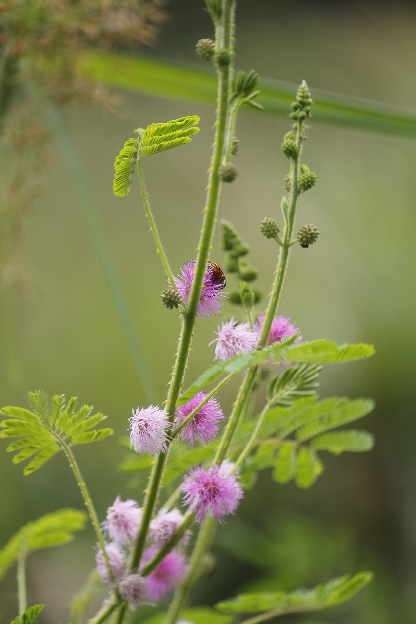 mimosa pudica sensitive plant sleepy plant free photo