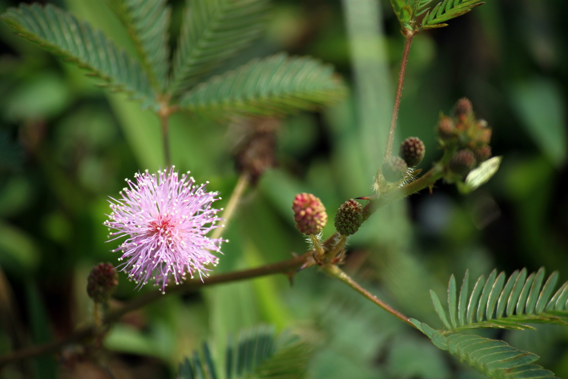 mimosa pudica flower leaves wallpaper texture free photo