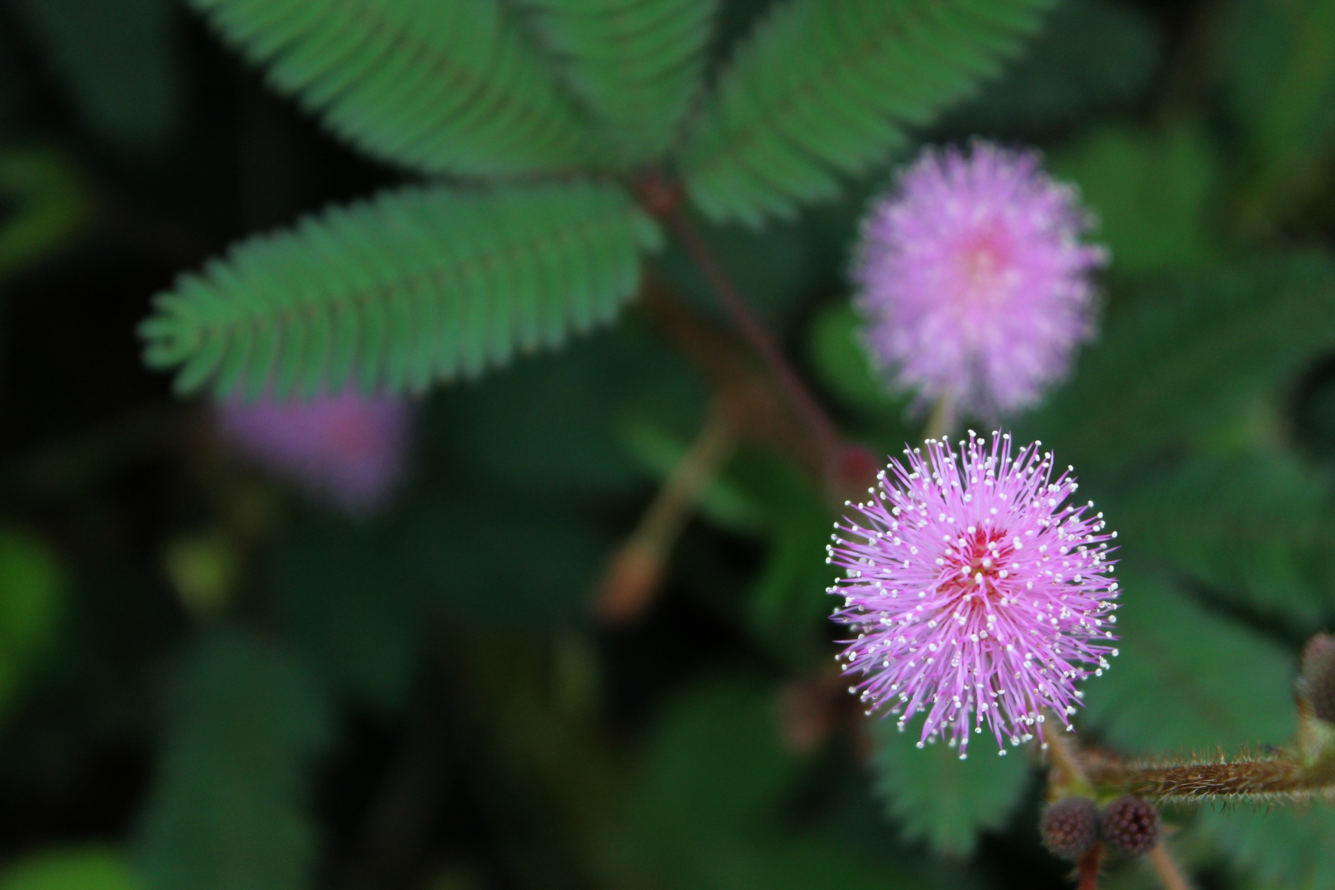 mimosa pudica wild plant herb free photo