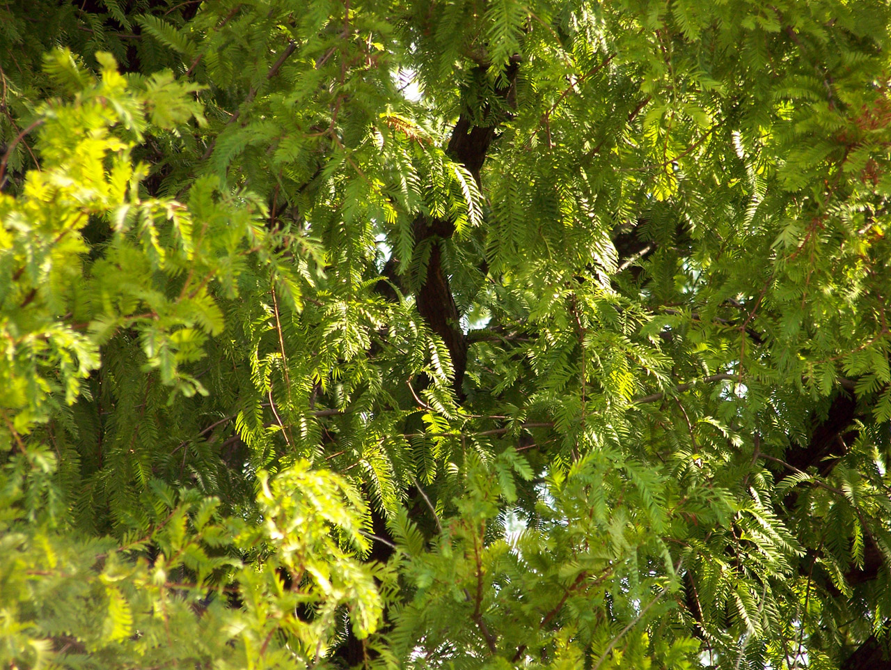 mimosa tree leaves free photo