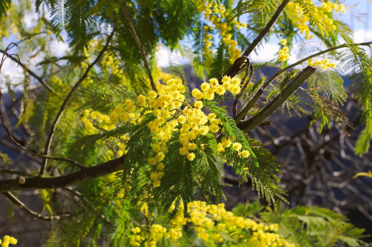 mimosas  flower  yellow free photo