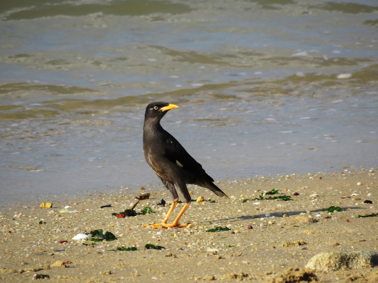 minah bird beach free photo