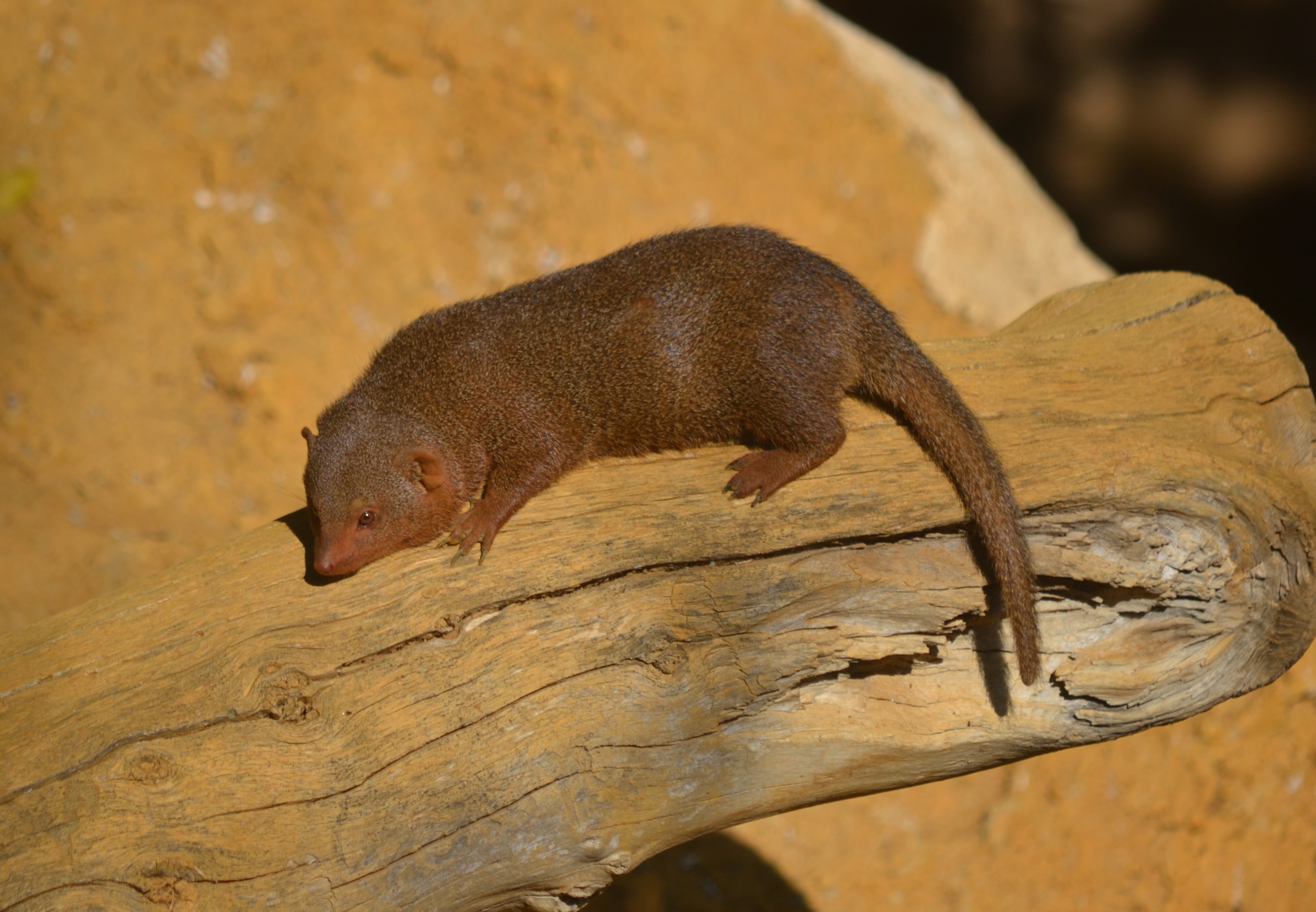 mongoose miniature wild free photo