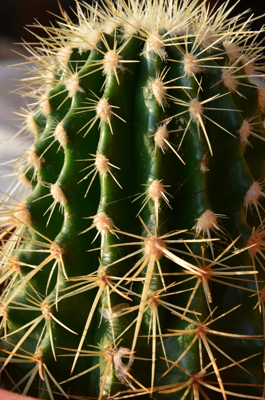 mini cactus succulent plant nature free photo