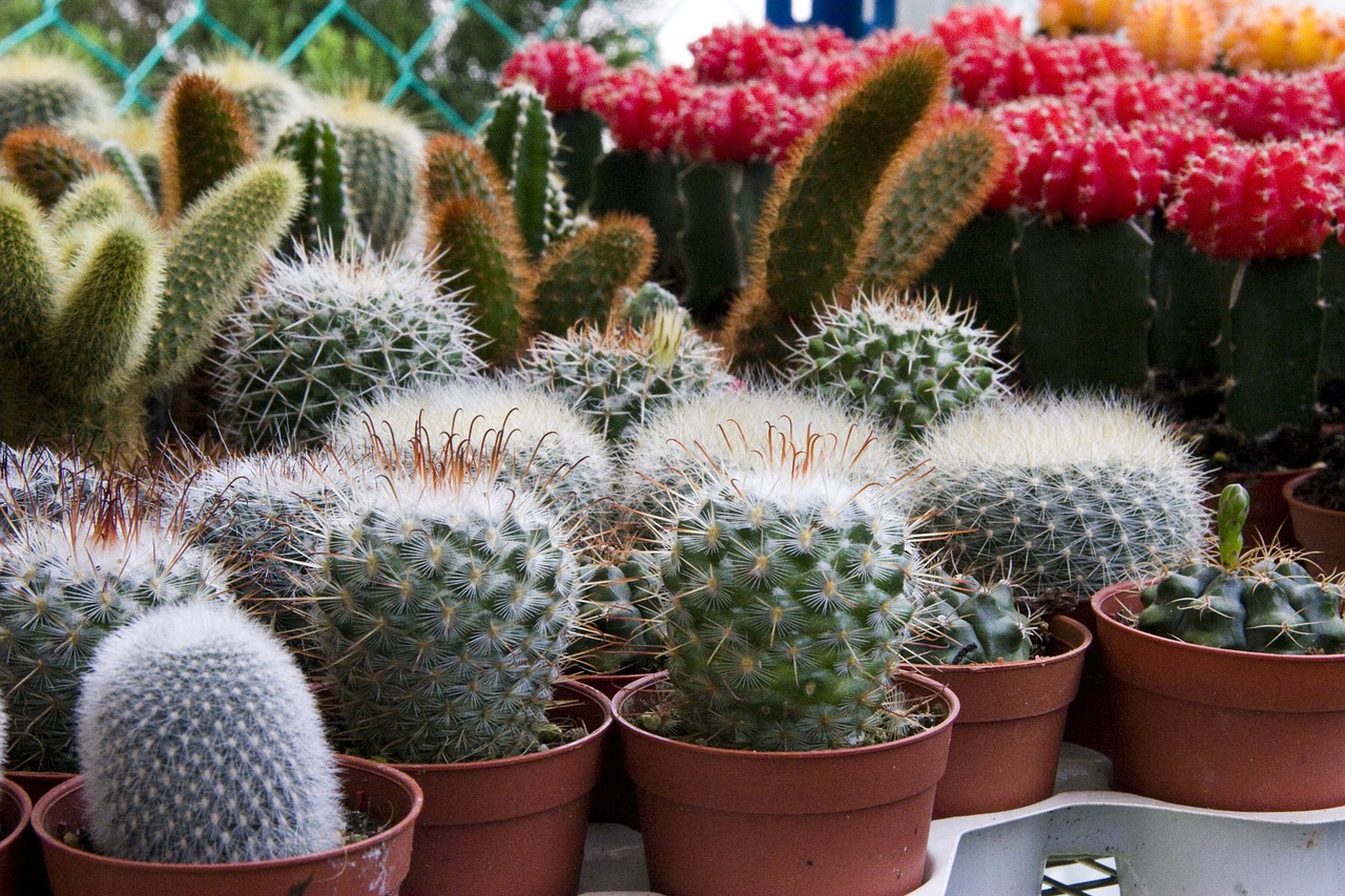 mini cactus spike plants free photo