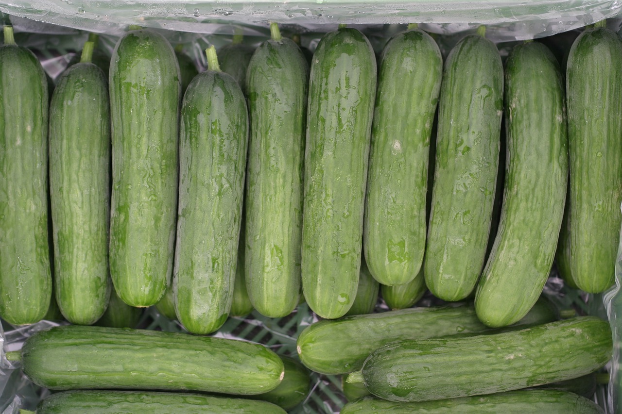 mini cucumbers cucumbers vegetables free photo