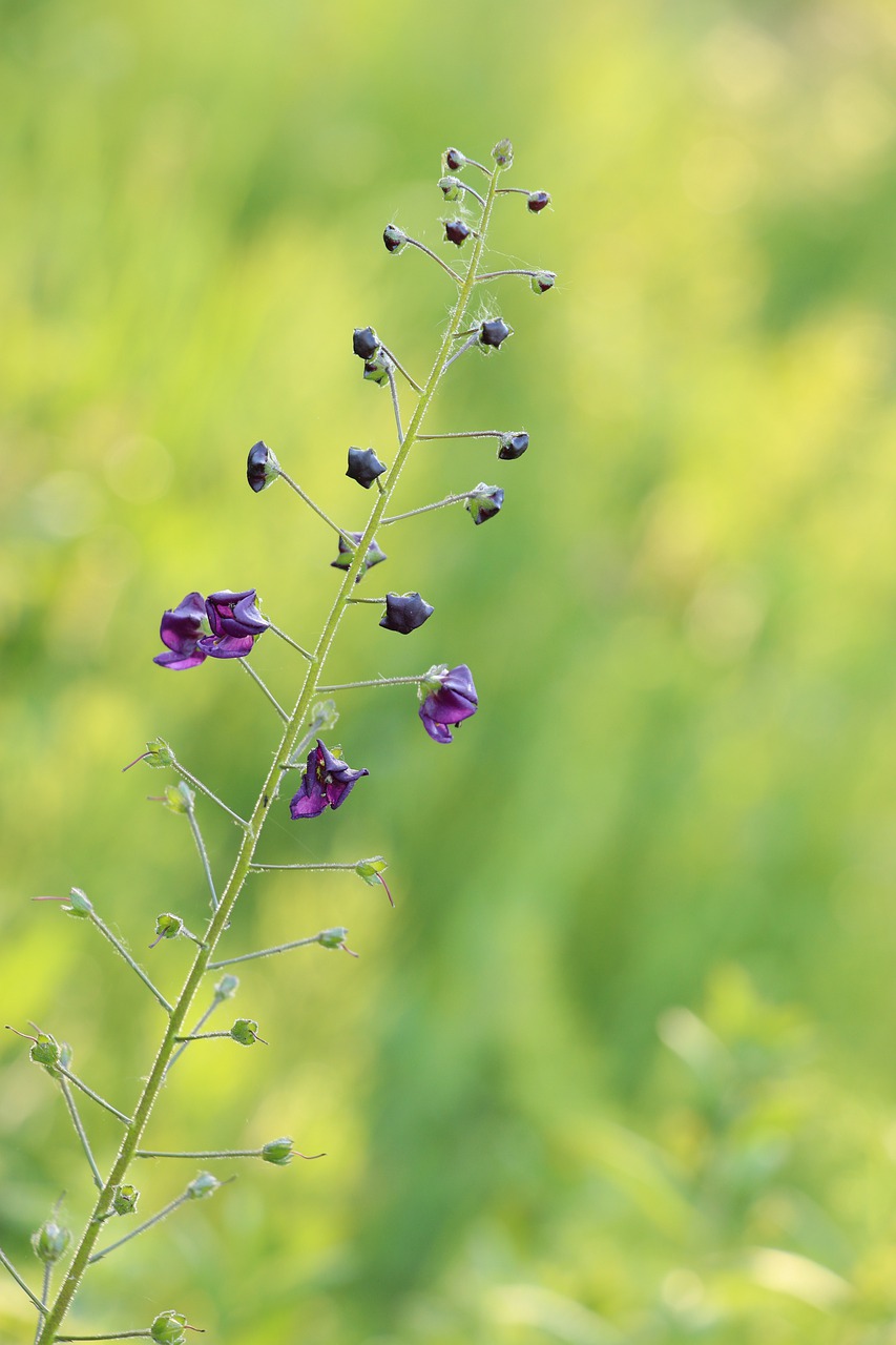 mini flowers  stengel  small flowers free photo