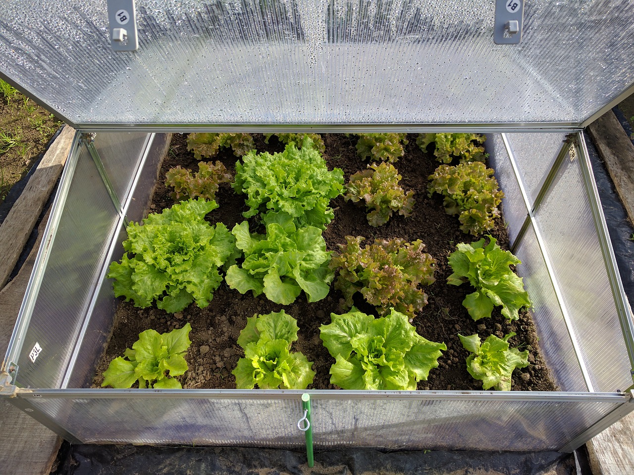 mini greenhouse lettuce vegetable free photo