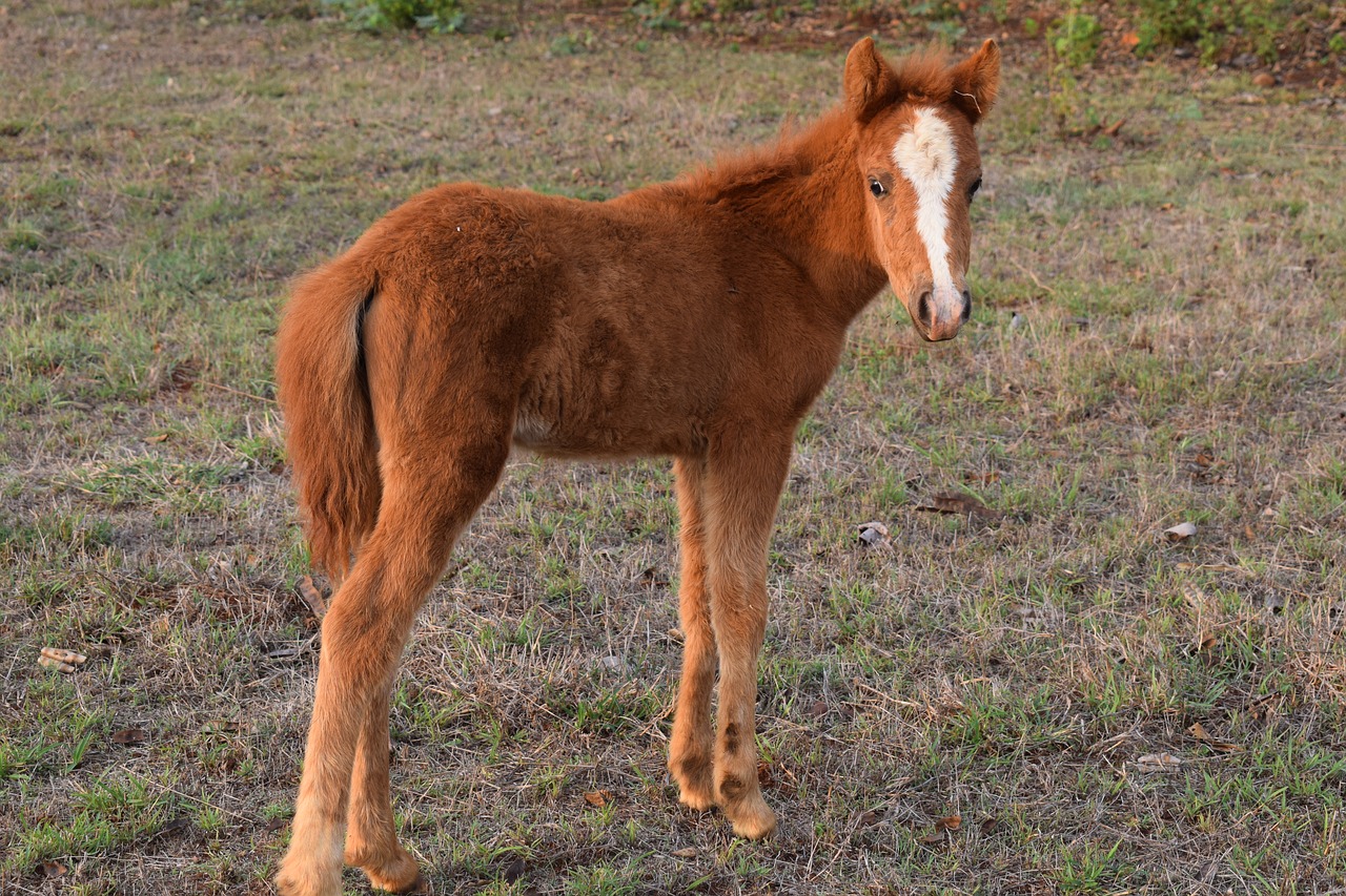 mini horse animal baby horse free photo