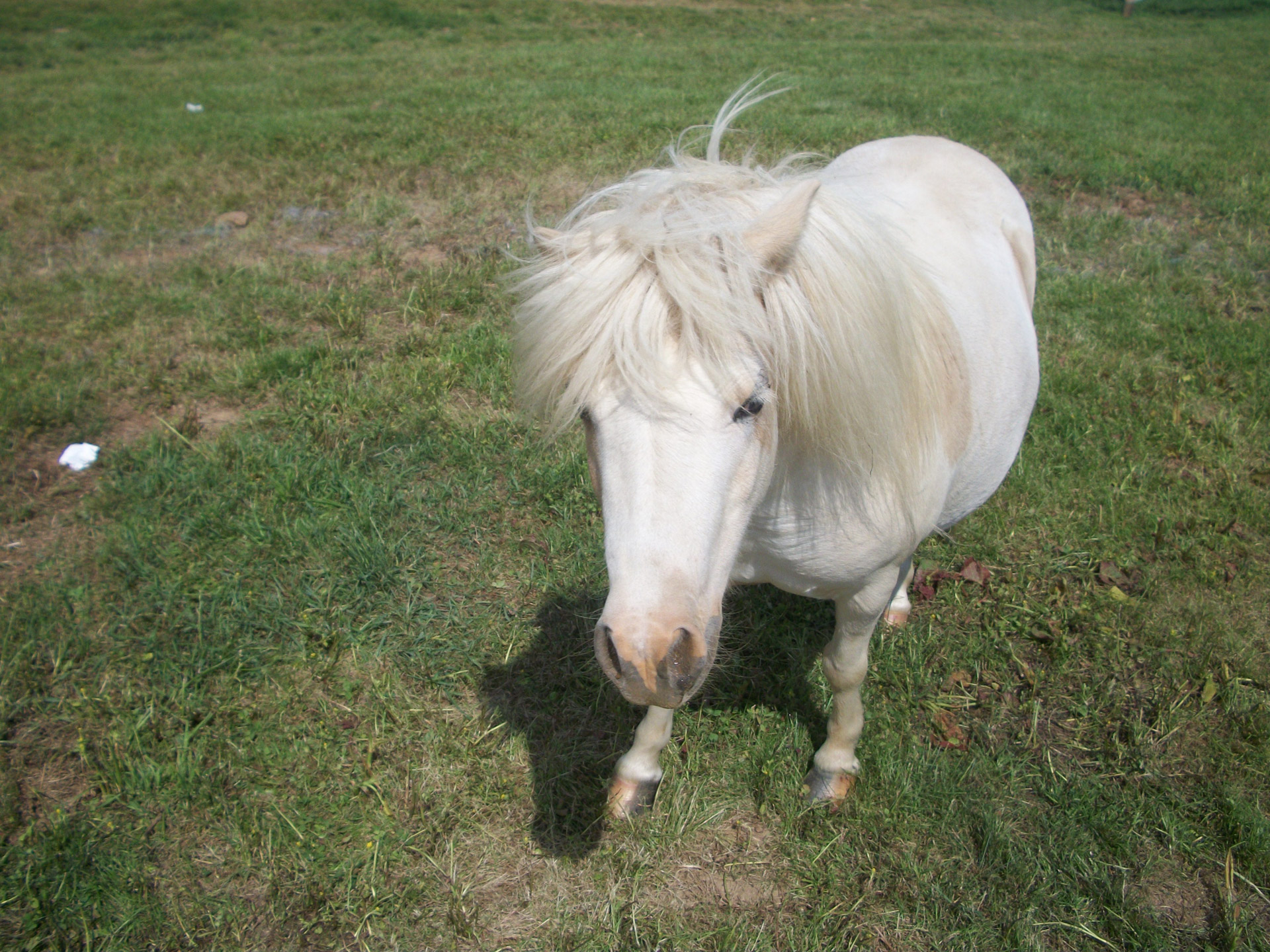 mini-horse farm grass free photo