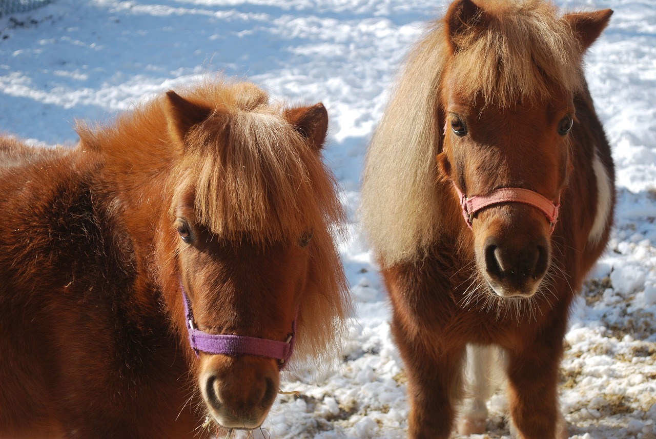 mini horses horse animal free photo