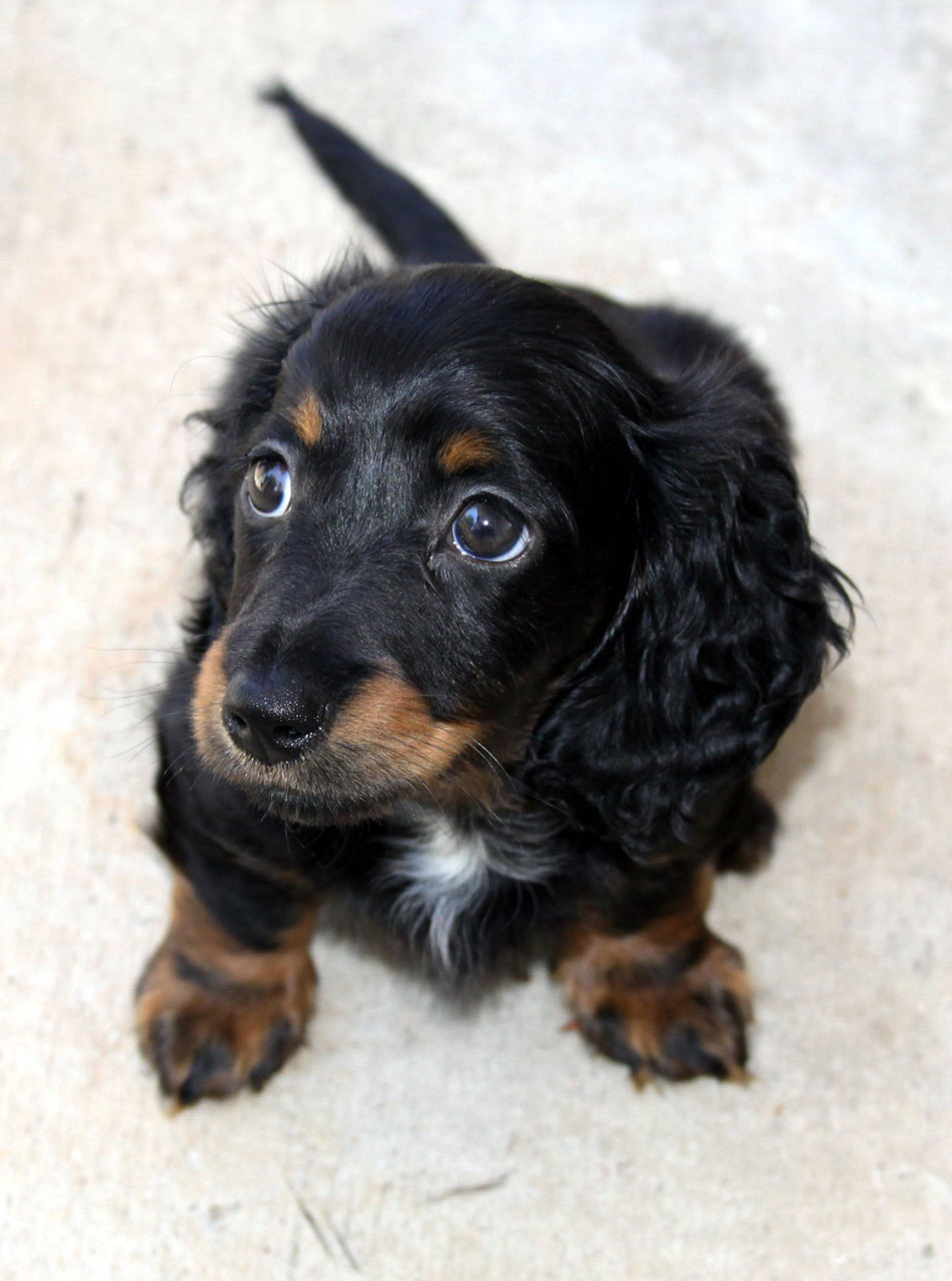 mini longhair dachshund free photo