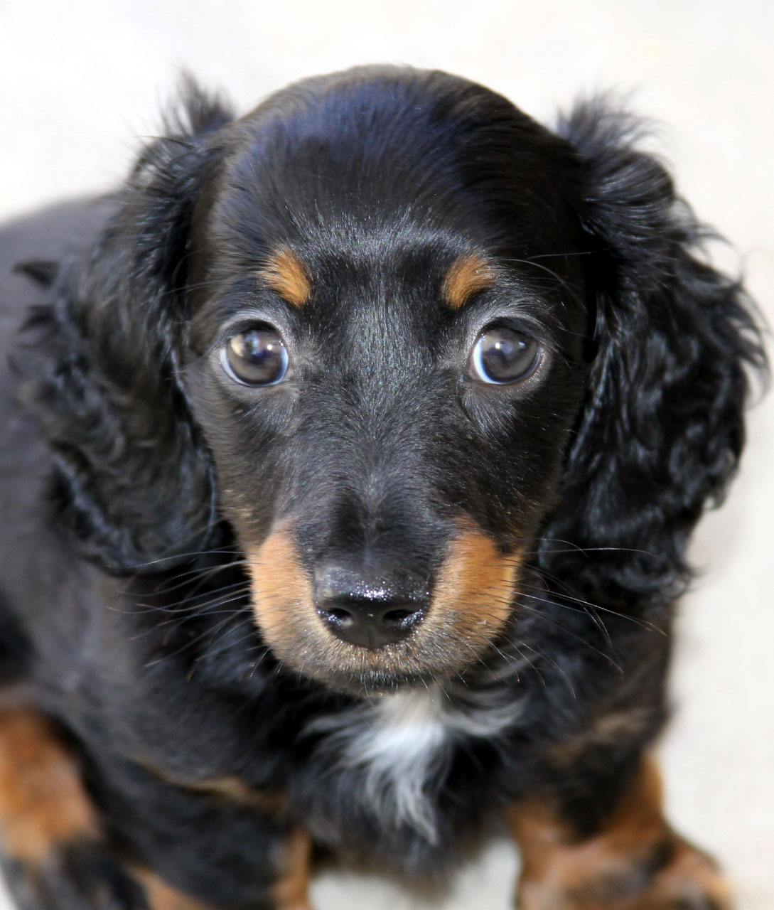 mini longhair dachshund free photo