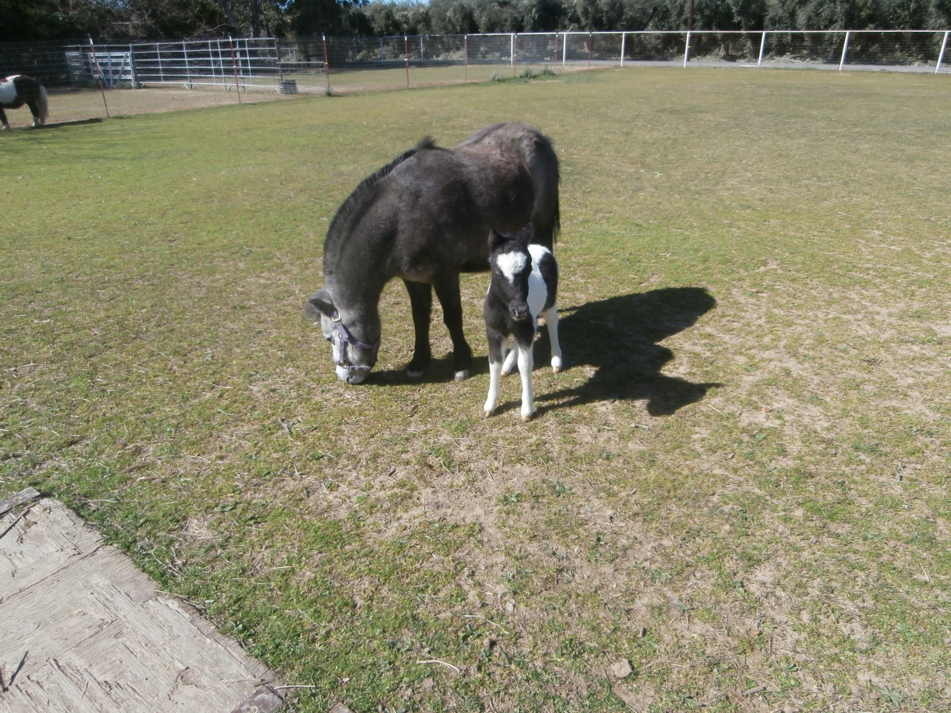 horse pony miniature free photo