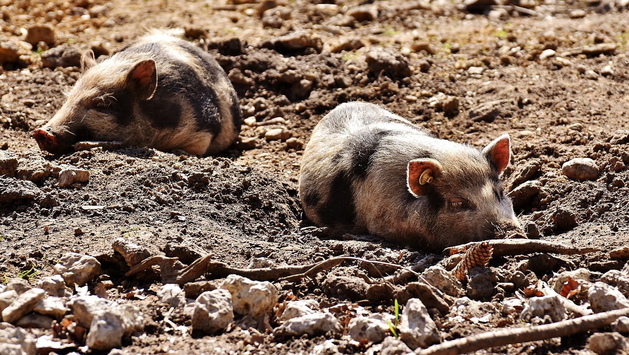 mini pigs pigs sleep free photo