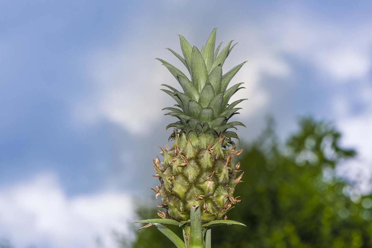 mini pineapple pineapple plan free photo