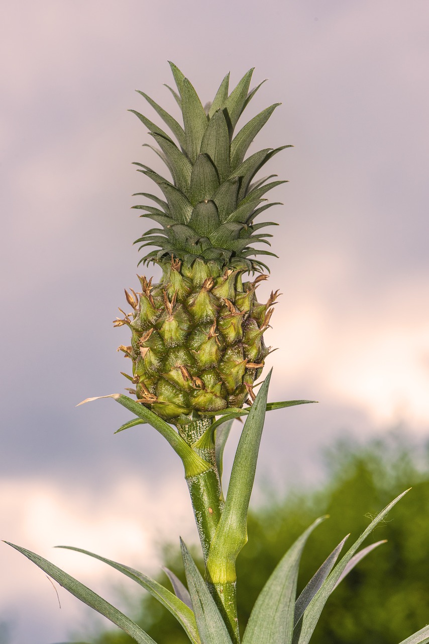 mini pineapple pineapple plan free photo