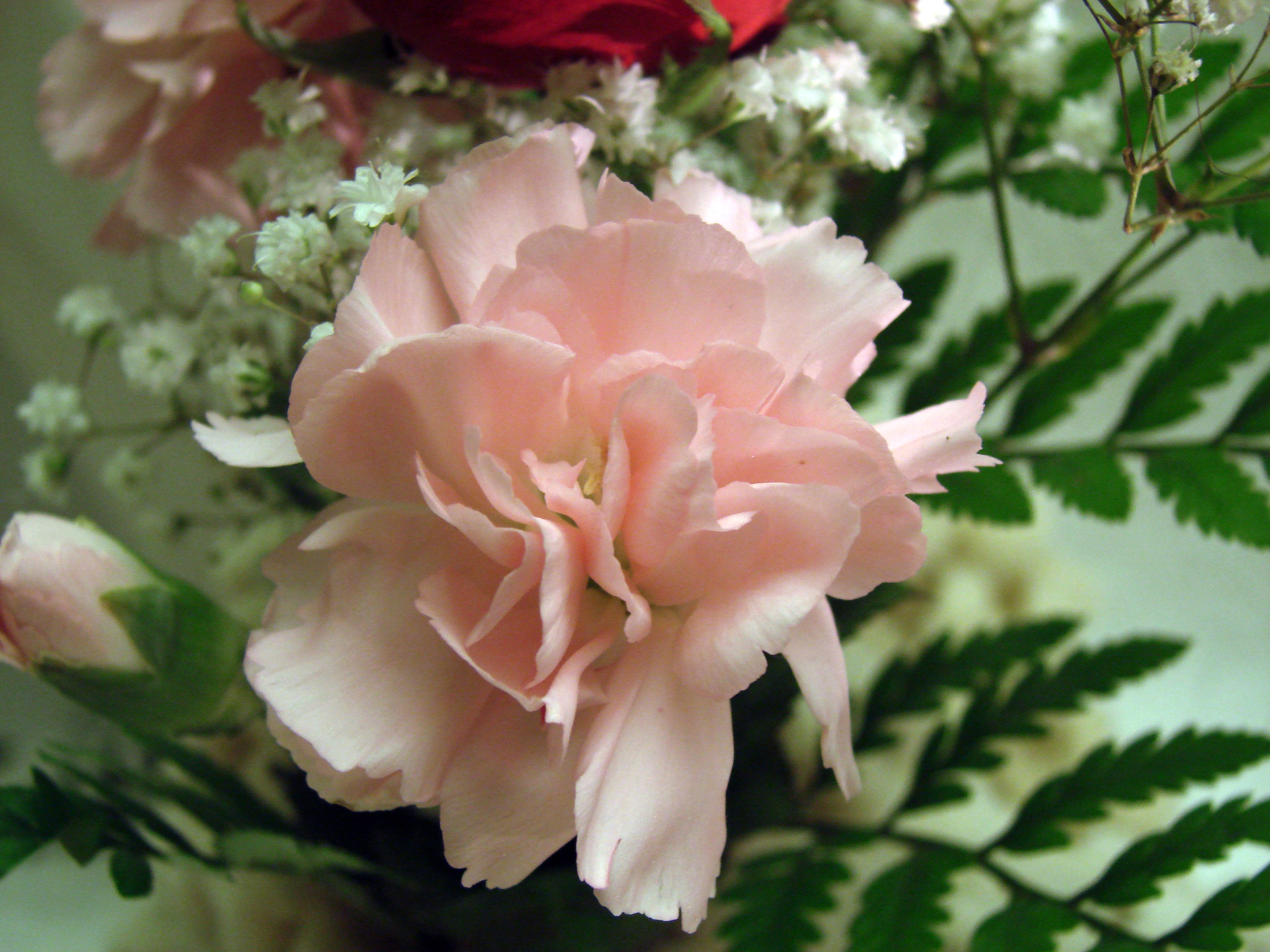 mini pink carnation free photo