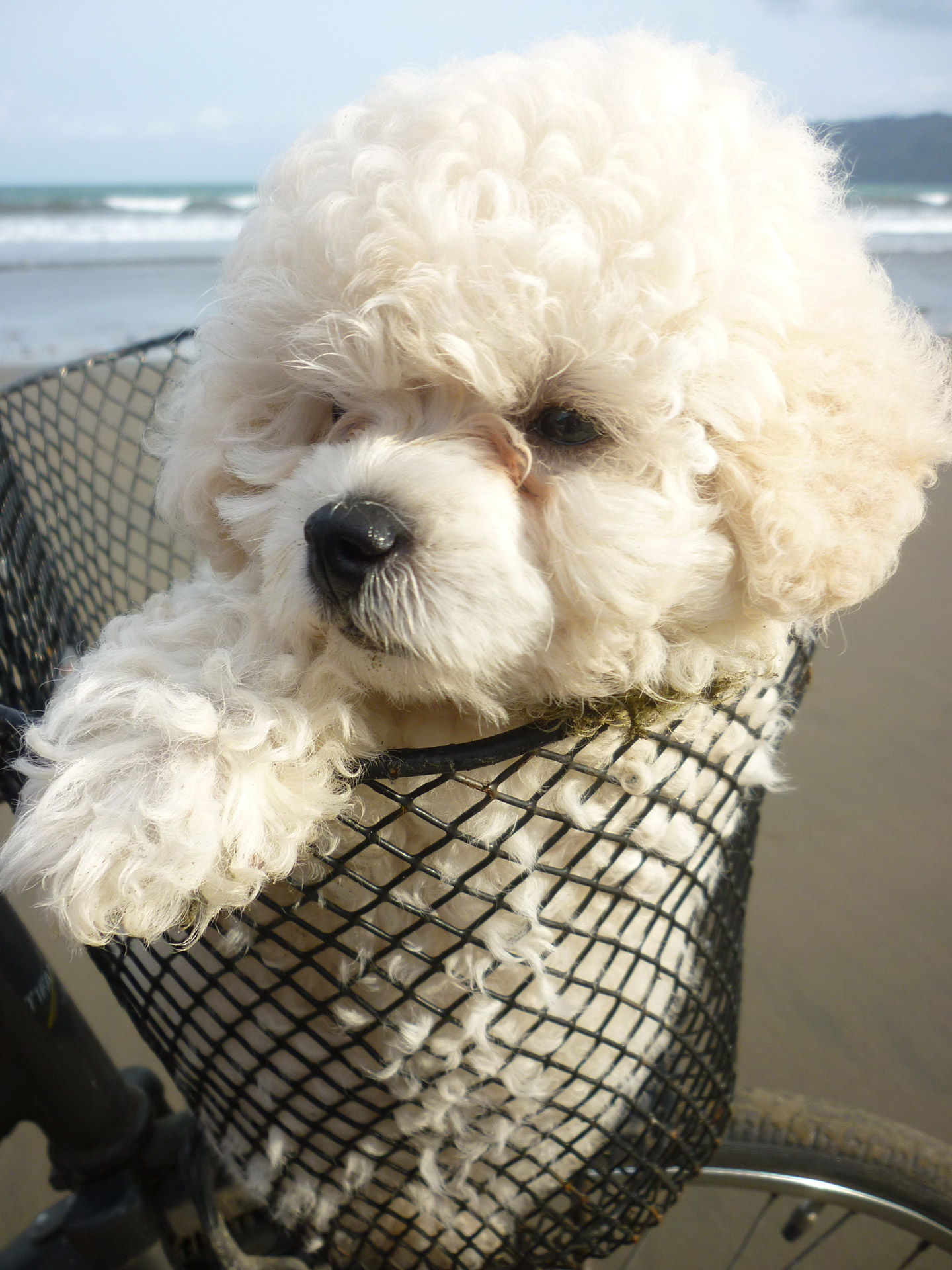 cute puppy poodle free photo