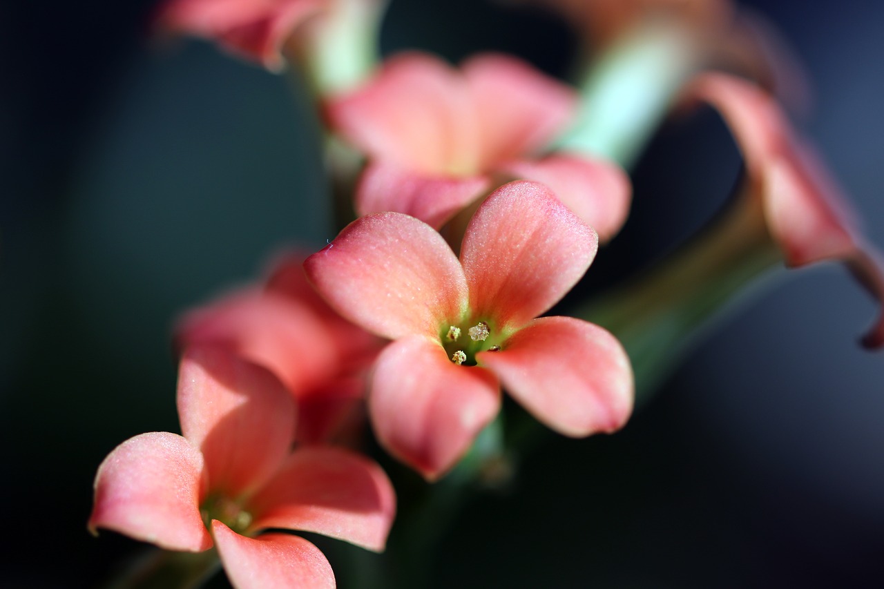 mini potted  flowers  potted plant free photo