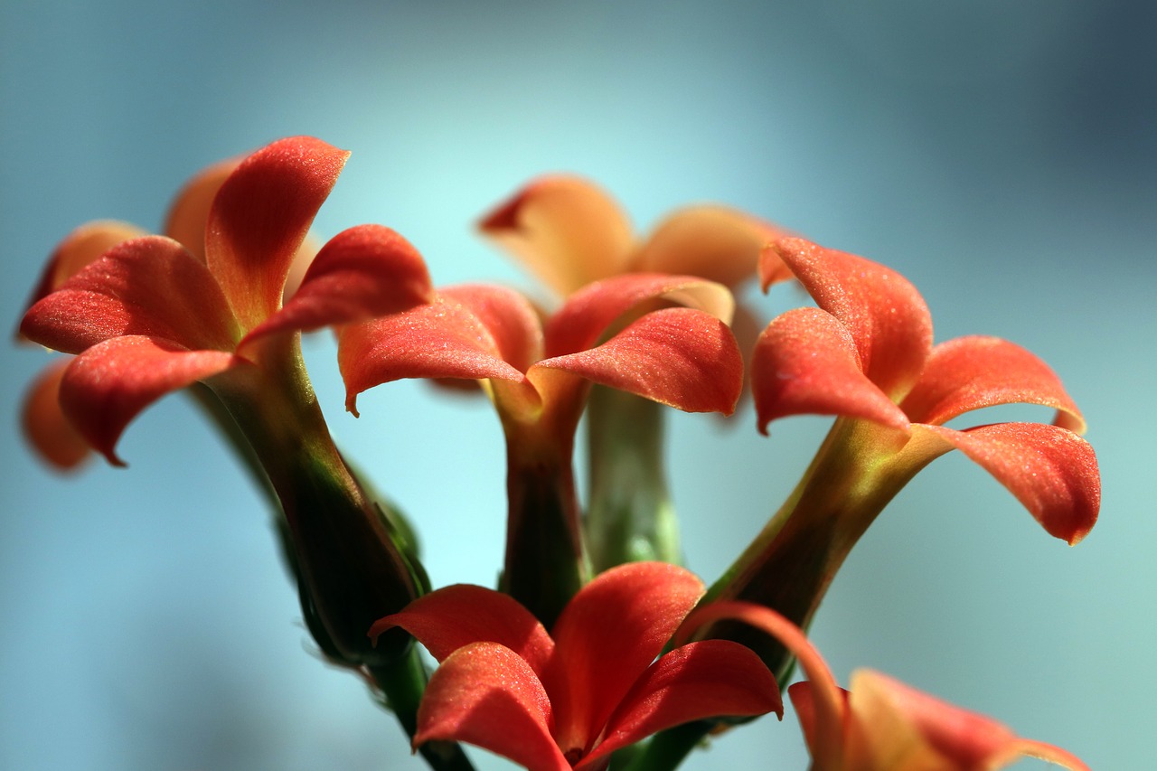 mini potted  flowers  potted plant free photo