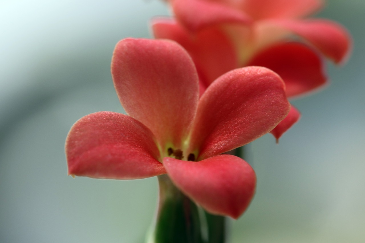 mini potted  flowers  potted plant free photo