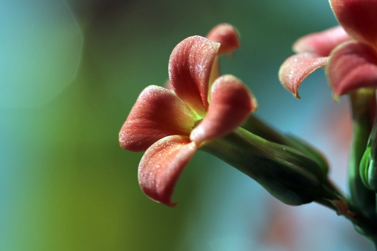 mini potted  flowers  potted plant free photo