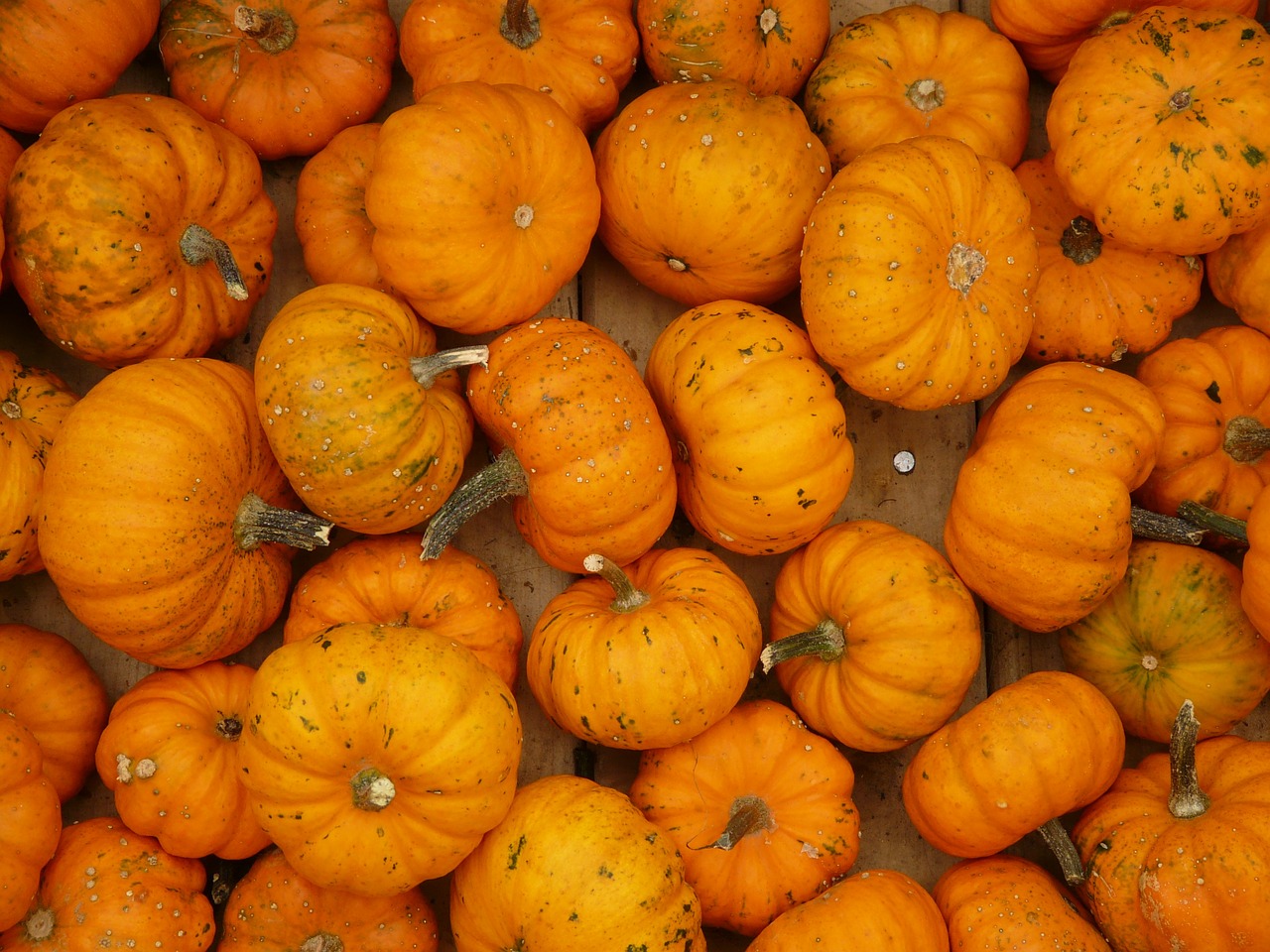 mini pumpkins pumpkin mandarin free photo