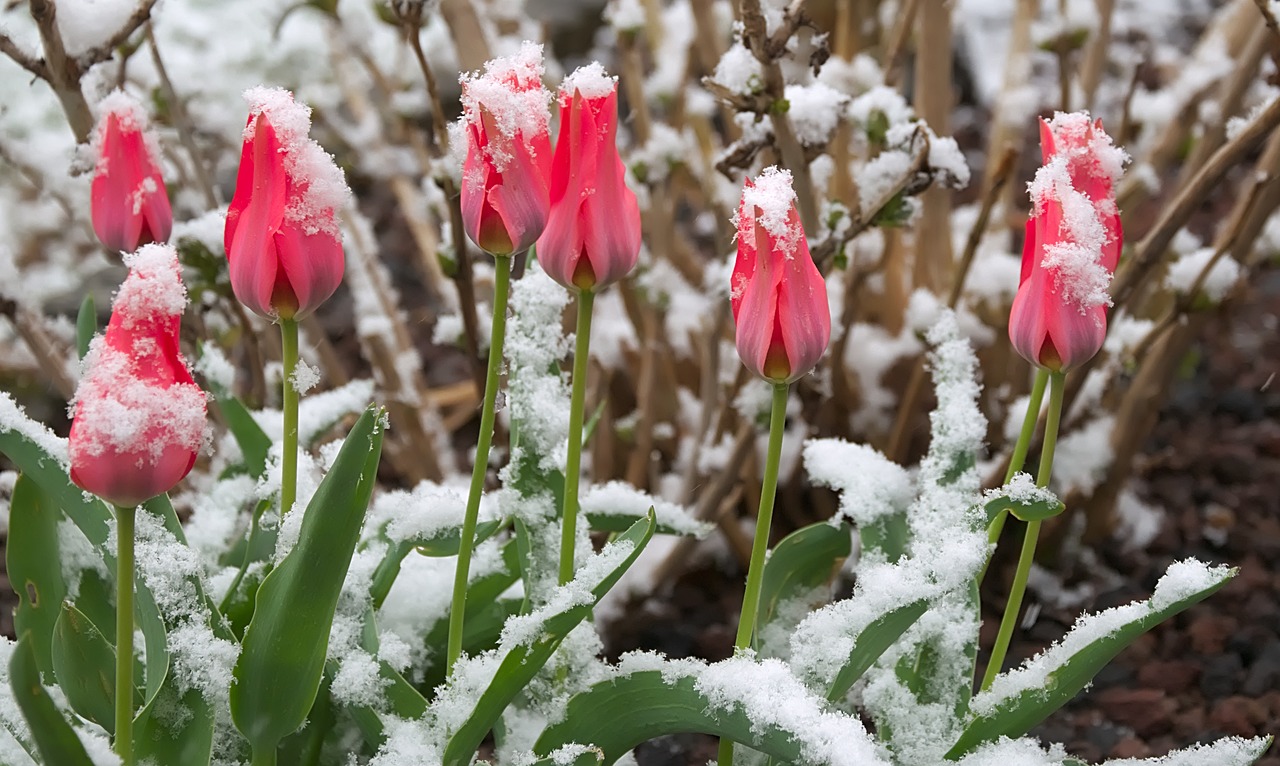 mini tulips  snow  red free photo