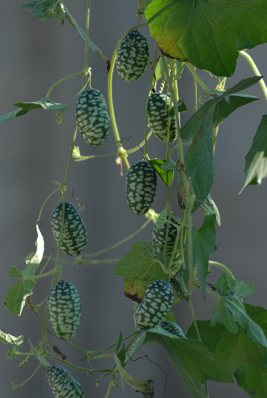 mini watermelon vine fruit free photo