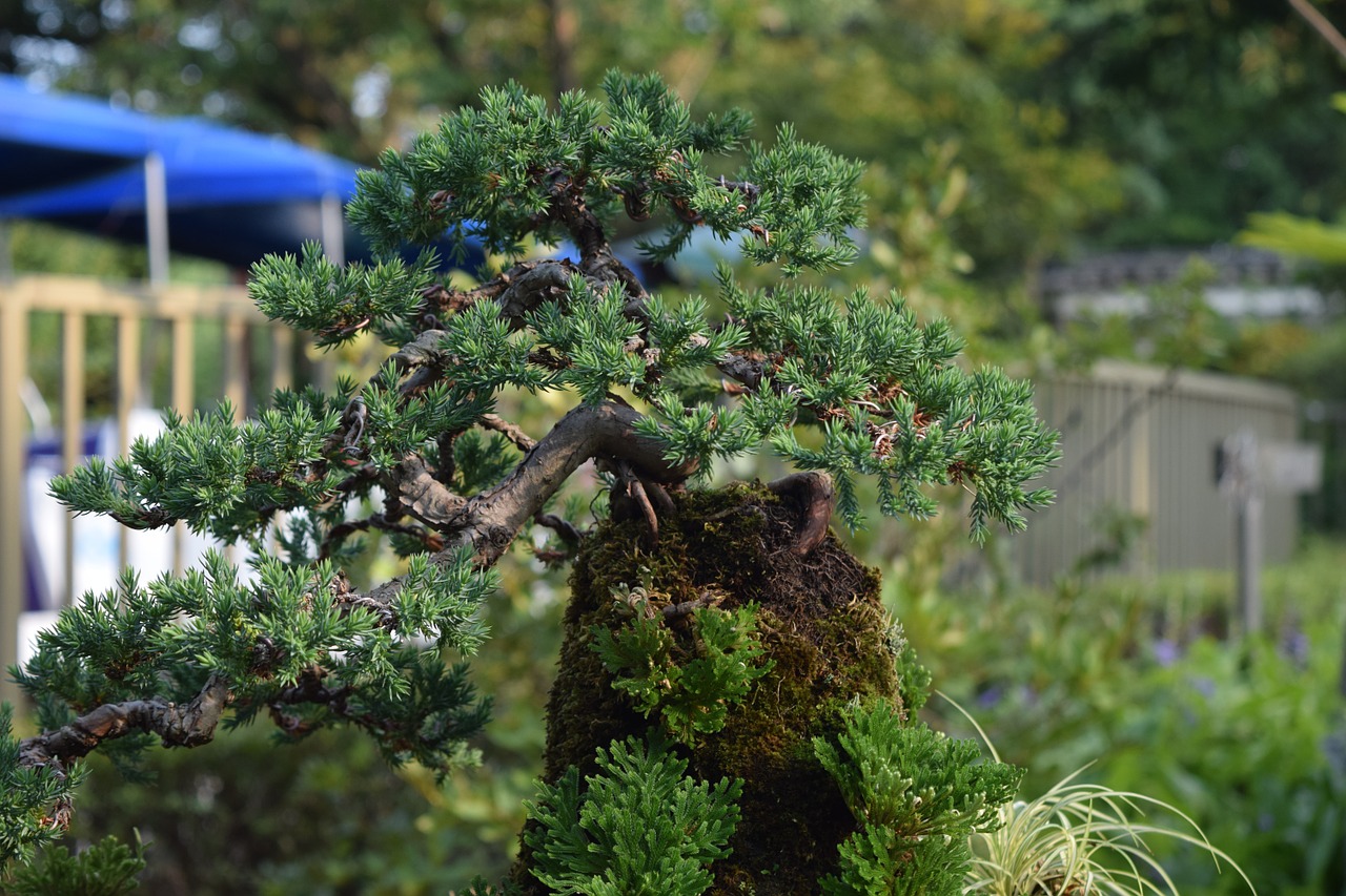 miniature bonsai pine free photo