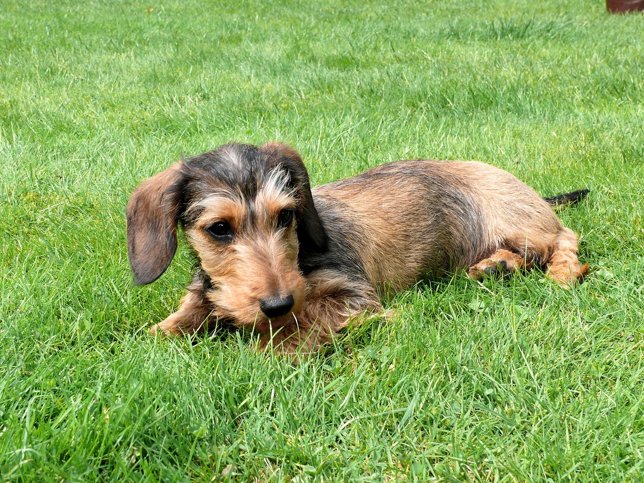 miniature dachshund dachshund dog free photo