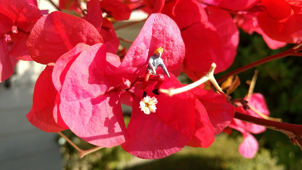 miniature figures blossom bloom free photo