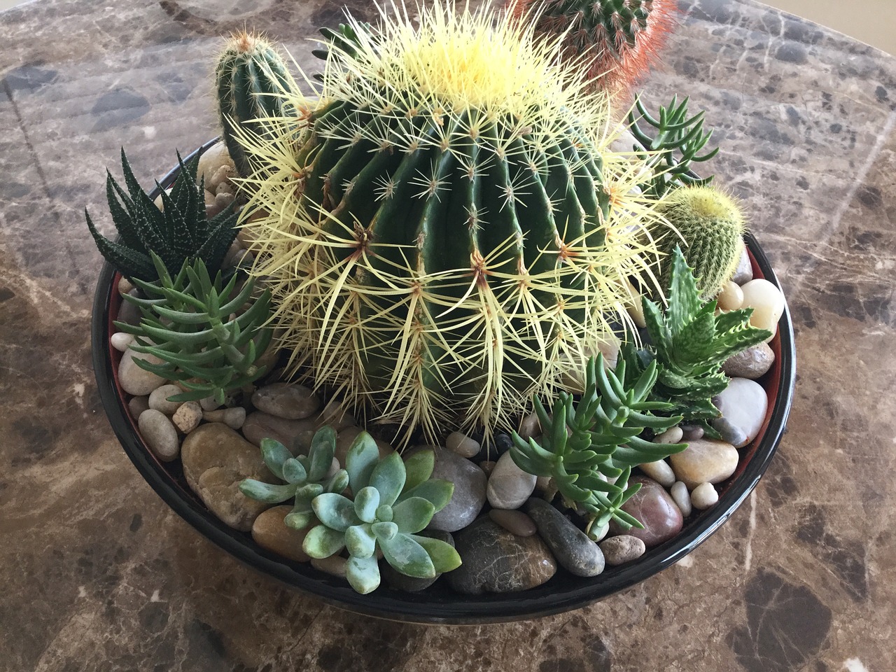 miniature garden golden barrel cactus succulent free photo