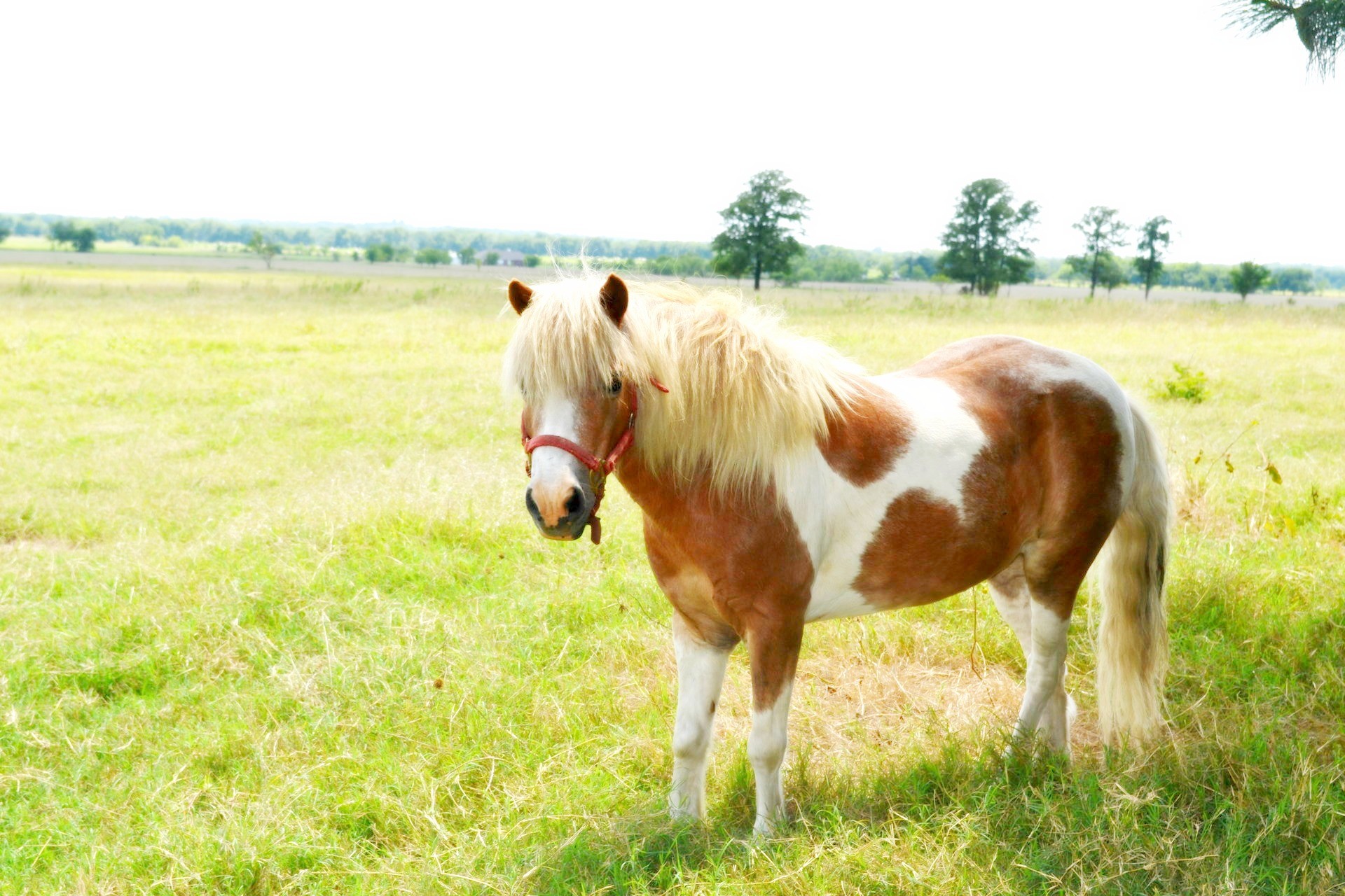 animal horse miniature free photo