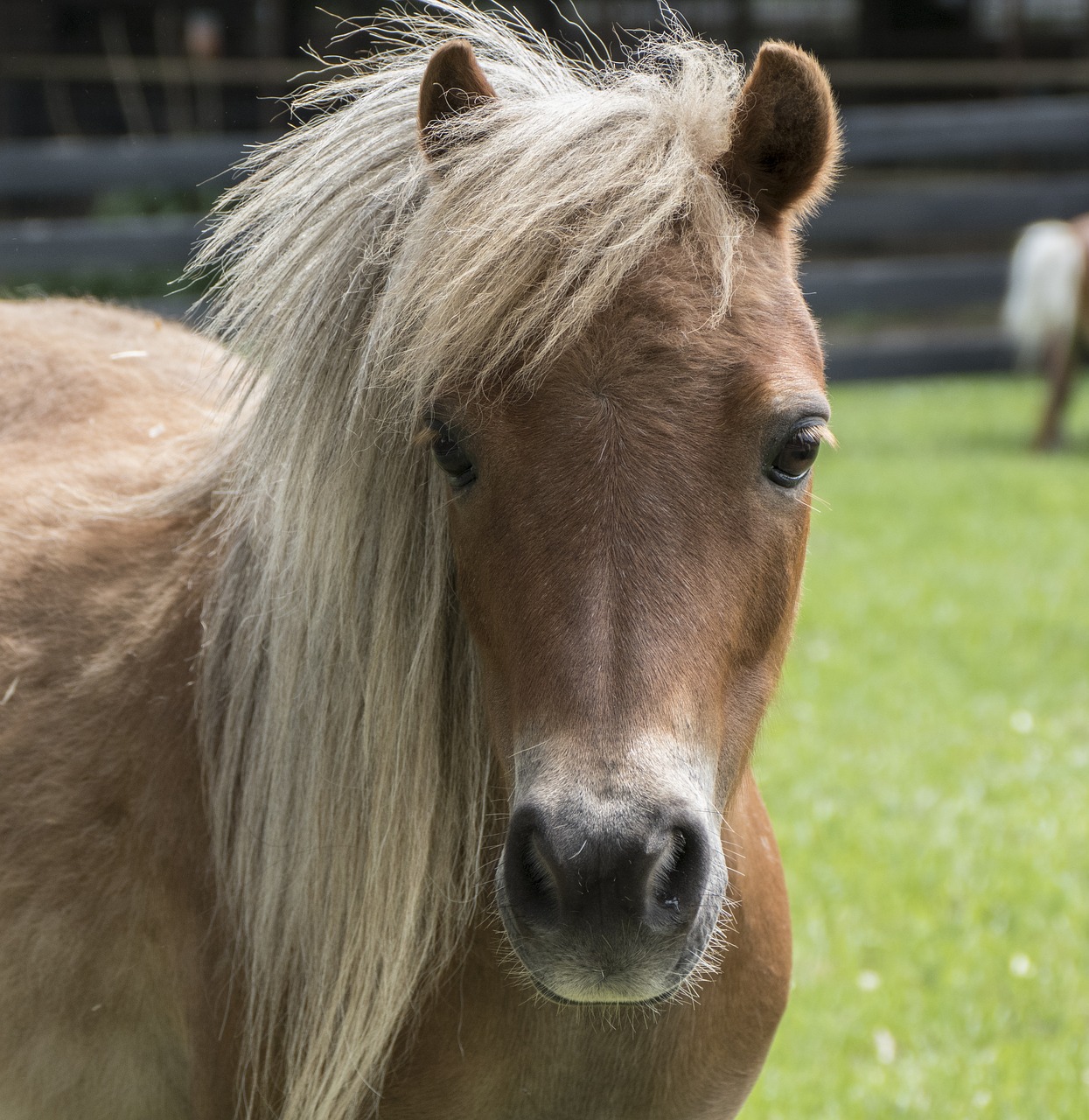 miniature horse horse mini free photo