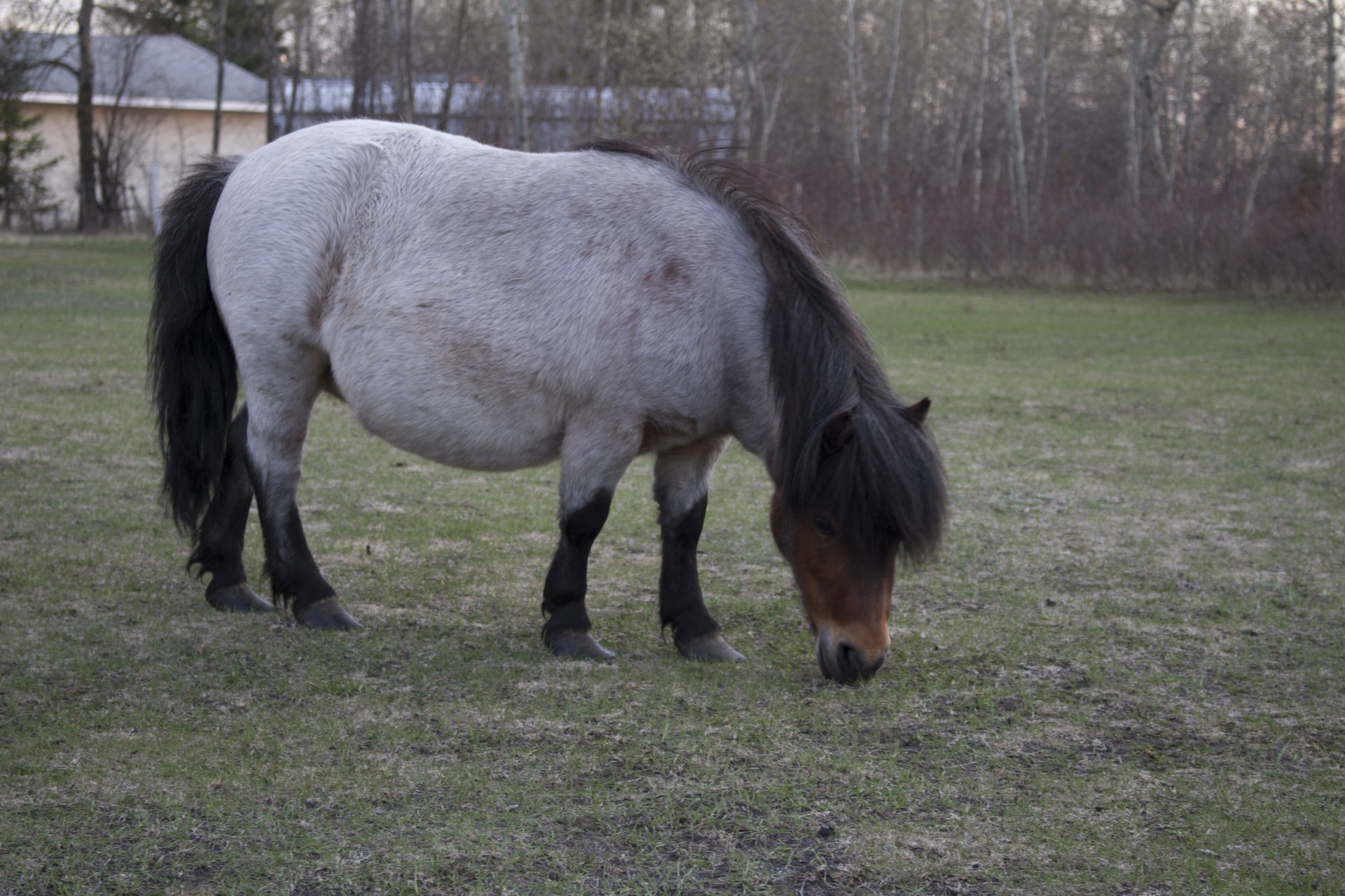 Miniature,horse,pony,miniature horse pony,free pictures - free image ...