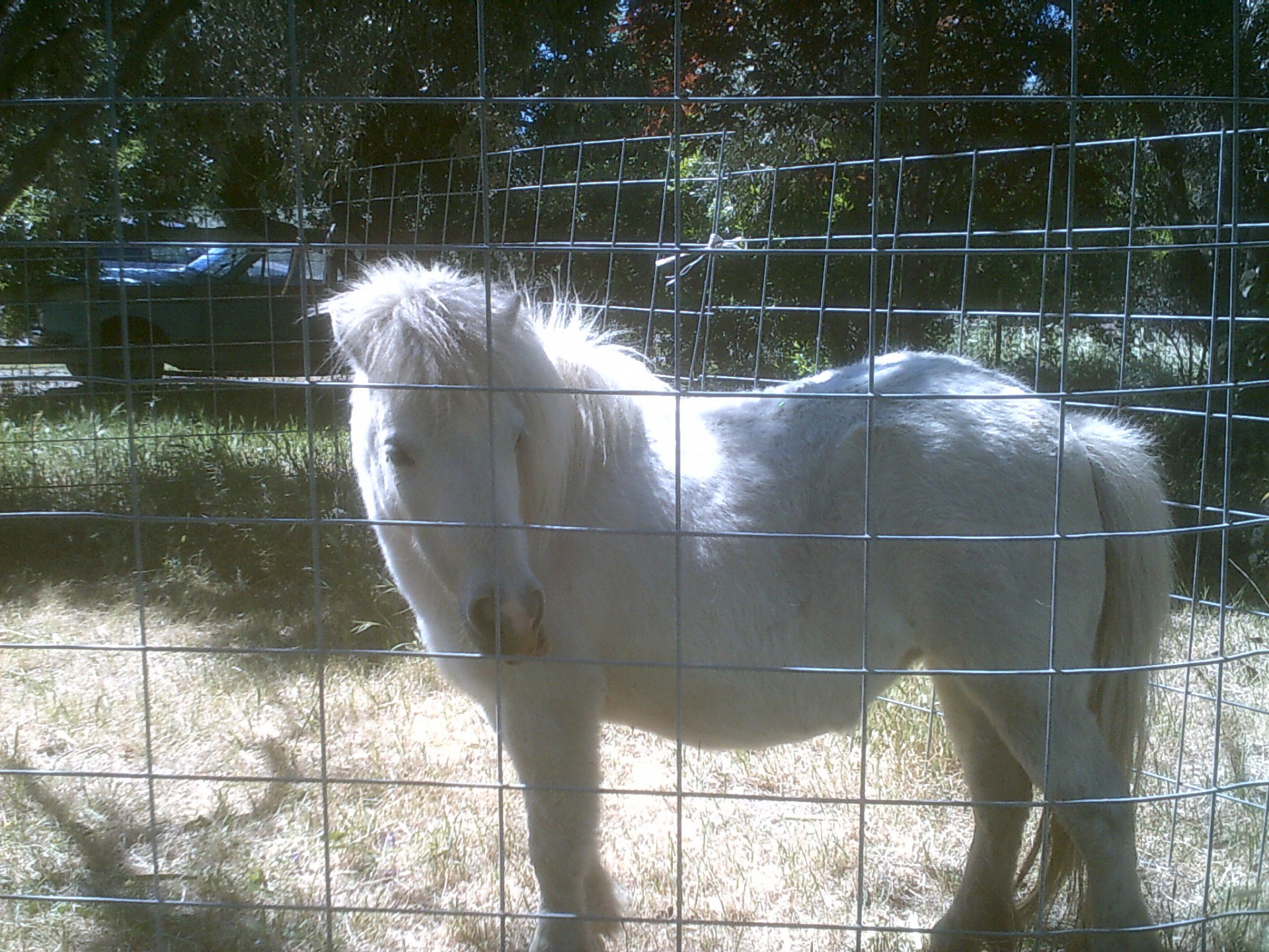horse miniature pony free photo