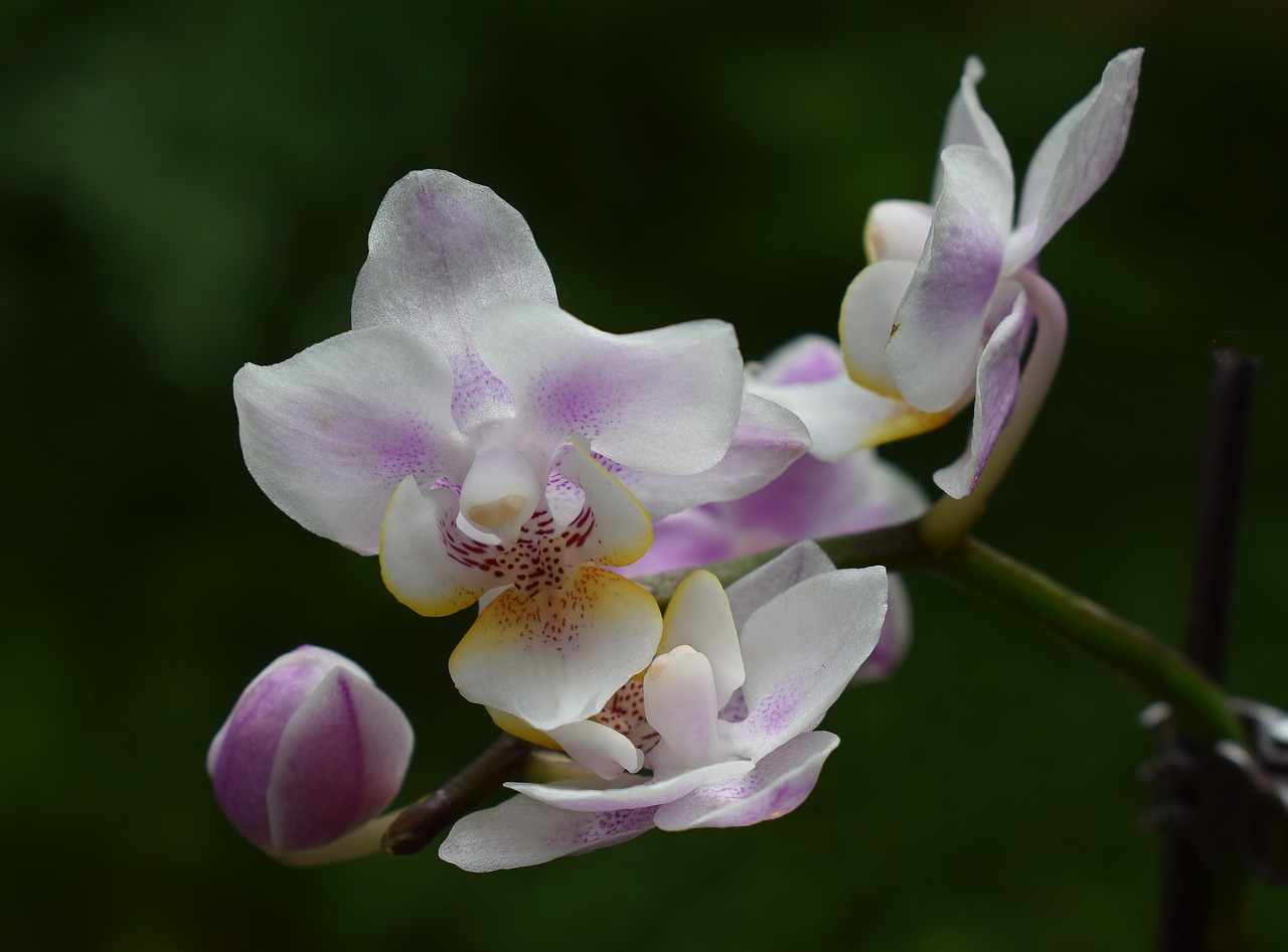 miniature hybrid phalaenopsis phalaenopsis orchid free photo