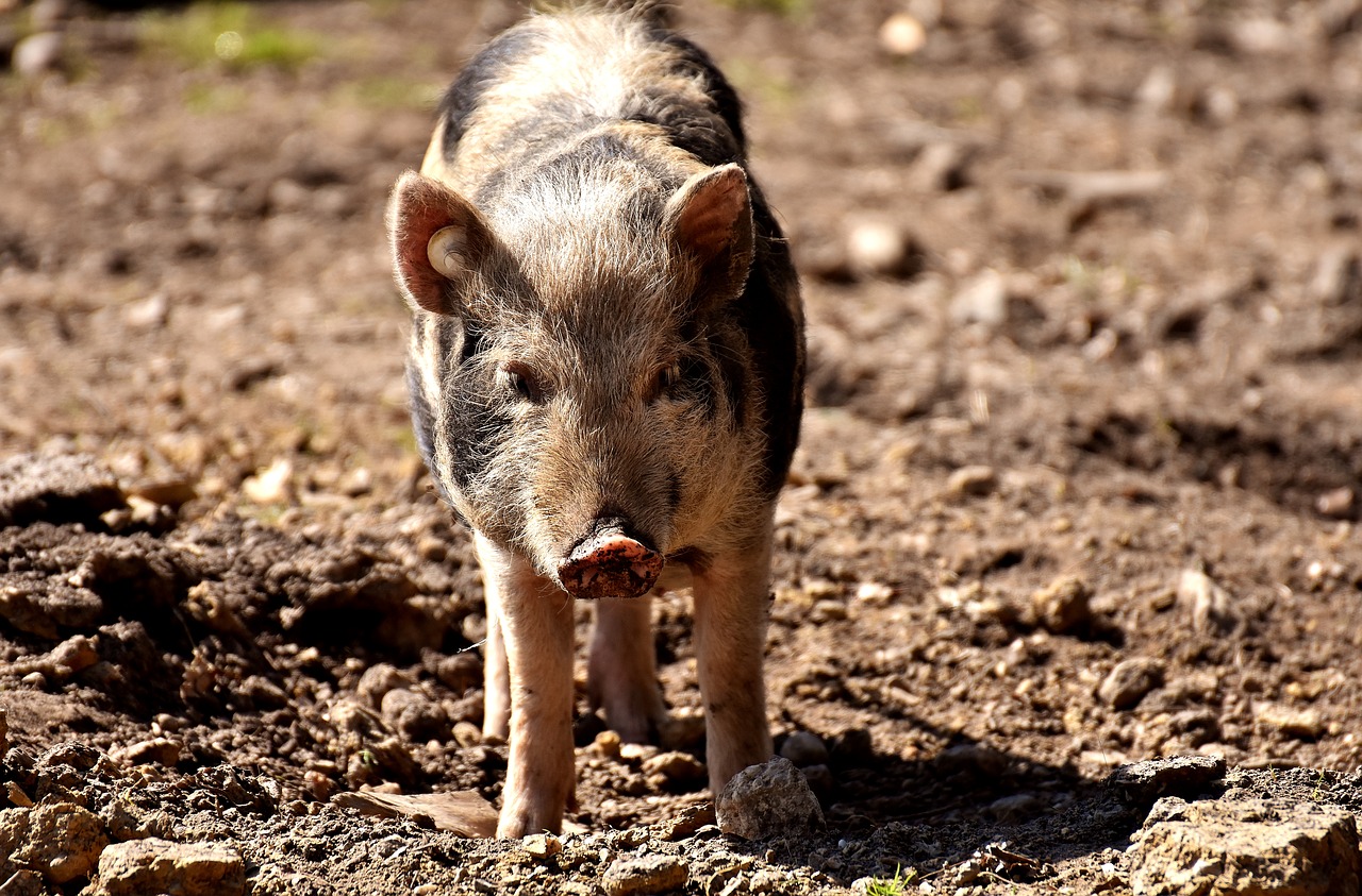 miniature pig pig animal free photo