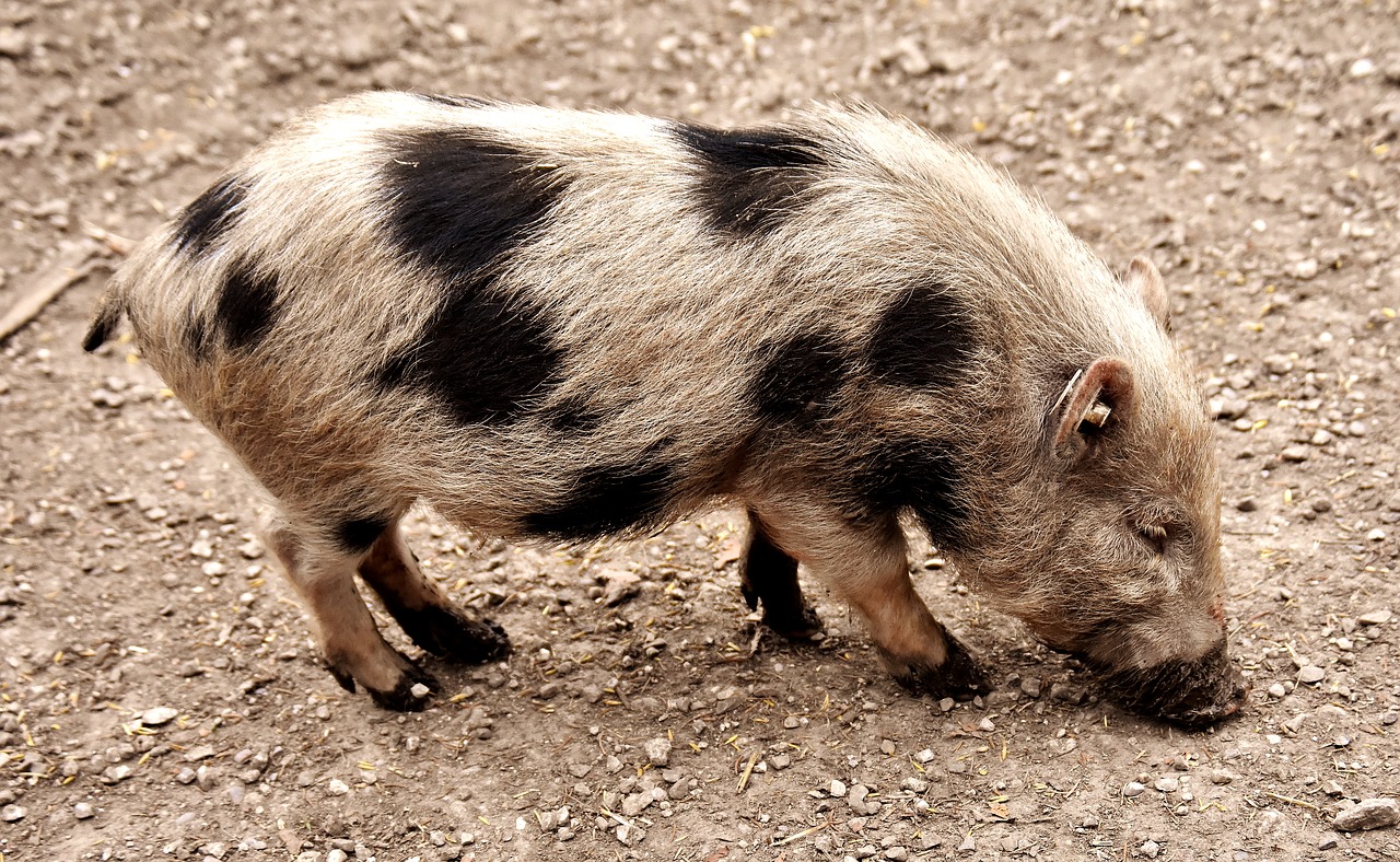 miniature pig animal pig free photo